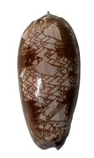 EXTREMELY RARE Oliva Porphyria, Porphyry Olive HUGE Shell picture