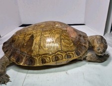 Large Shell Taxidermy Turtle Rough Condition 18