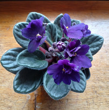 Cobalt Blue / PURPLE  African Violet 1 Live  Plant - 4