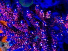 RRC Angry Birds - Live Coral Frag SPS/Acropora picture