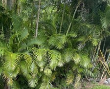 100 Areca Palm Seeds Oahu Hawaii, bamboo palm, golden cane, yellow palm tree picture