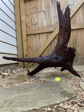 Natural sinking Driftwood/tree trunk picture