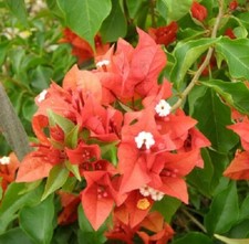 Bougainvillea - 'Flame' picture