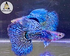 1 Male- Blue Dragon Indo Live Guppy Fish Grade A High Quality VIP Grade A+ picture