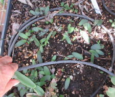 Haemanthus albiflos or Paintbrush -12 seedling picture