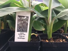  FHIA-01 Goldfinger Dwarf Banana Plant - Live Plant picture