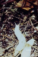 ALBINO BANANA SLUGS ON THE GROUND, 1971 PHOTO SLIDE picture