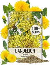Common Dandelion Herb 10,000+ Seeds for Planting Non-GMO Heirloom & Untreated picture