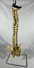 Vtg Anatomical Lifesize Spine Backbone Skeleton Chiropractor Halloween Creepy picture