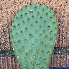 Beavertail Cactus 'Red Canyon' (Opuntia auera) COLD HARDY picture