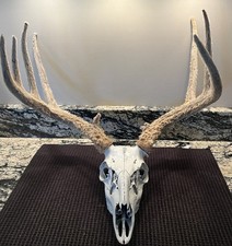 RARE European IN VELVET Whitetail Deer Skull Antlers Horns Mount 12 pt 131.5