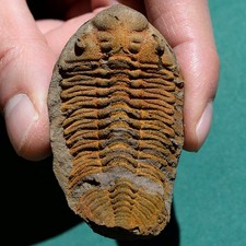 Trilobite, Eldredgeia venustus: Bolivia devonian trilobite fossil picture