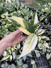 Rhaphidophora Lobbii Variegated 2.5
