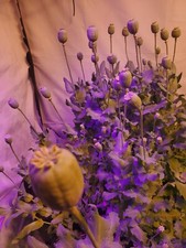 TRUE Galania Izmir Afghan Special Poppy Seeds 1500 Count Indoor/Outdoor picture
