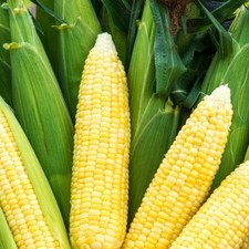 Bodacious Sweet Corn Seeds,  F1 SE Hybrid, TREATED, Sugar Enhanced,  picture