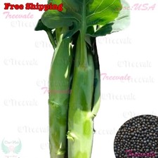 Huge Stem Gai Lan, Chinese Broccoli Big Stem Kai Lan Seeds | Vegetable Seeds picture