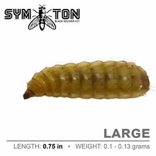 Live Feeders - Black Soldier Fly Larvae (Large) picture