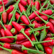 50+ SEEDS Bird’s Eye Chili Pepper SILING LABUYO NON GMO  #74 picture
