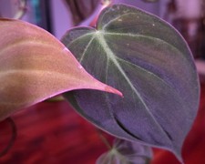 Rare Philodendron Micans 36