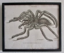 Original Antique Framed Hand-Colored Lithograph of the Aranea Spider (Tarantula) picture