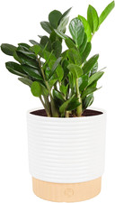 Costa Farms ZZ Plant, Live Indoor Plant, Air Purifying, Easy Care picture