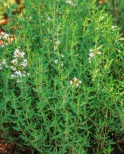 1000+Common Thyme Seeds True Winter Thyme Perennial Kitchen Garden Herb USA picture
