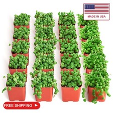 Shop Succulents String of Pearls Succulent Plant 2