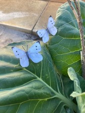 27 pack cabbage white butterfly decoys,plastic free,waterproof & wind fluttering picture