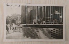 Vintage 1921 Photo Caged Tiger Zoo Exhibit Big Cat Enclosure Snapshot 1920s B&W picture