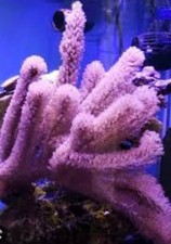 2” Frag Live Tracy Morgan Gorgonian Coral Reef Tank Beginner Soft Coral picture