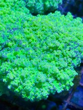 Coral Beauties Aquatics Thin Noodle Malaysian Frogspawn - WYSIWYG- Single Head picture