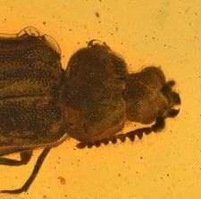 Detailed Coleoptera (Beetle) - Fossil Insect Inclusion in Burmese Amber picture