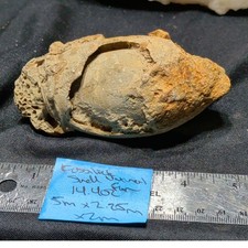 Fossilized Seashell Specimen Natural Form (14.4oz) picture