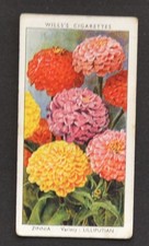 1939 Wills's Garden Flowers Series Cigarette Card No. 50 Zinnia picture