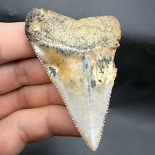 HUGE Great White Shark Tooth 2.62” PERU EXOTIC LOCATION FOSSIL picture