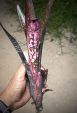 billbergia incendiary delight picture