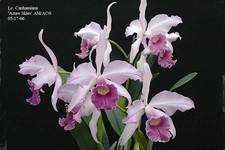 Lc. Canhamiana 'Azure Skies' AM/AOS Awarded Orchid in 4 ½ pot picture