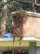 Honeybee Swarm Trap = FREE BEES picture