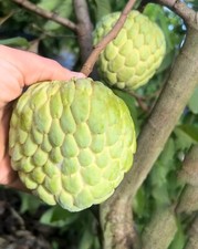 Atemoya PPC ( Phet Pak Chong )-25  fresh seeds picture