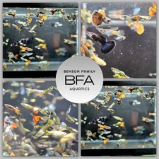 30 live guppy fry  picture