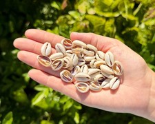 1/4 lb Cut Cowrie Shells - 140-180 Sliced Cowry Seashells for Jewelry & Crafts picture