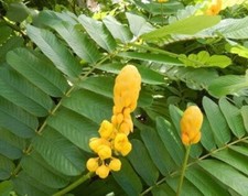 King Of The Forest /Senna Alata ORGANIC Jamaican Herb, Live Plant (8-12”) WOW picture