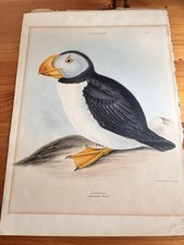 1847 Original Litho Out Of Grays Genera of Birds Folio Ed. Puffin Alcinae CLXXIV picture