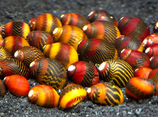 3 Red Racer Nerite Snails – Freshwater Aquarium Algae Eaters – Live Snails picture