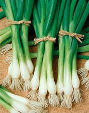 1,000 Heirloom Tokyo Long White Bunching Onion Scallion Seeds - Organic NonGMO picture