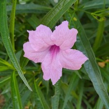 100  seeds of Tall Pink Mexican Petunia  SEEDS picture
