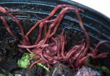 50 large Red Wiggler worms, Eisenia fetida picture