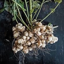 25 Jerusalem Artichoke Sunchoke Tubers For Planting or Eating by Greenhouse PCA picture
