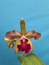 Cattleya Chamberlainiana (C. tigrina X dowiana) Fragrant Orchid Hybrid 4.5” Pot picture