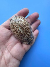 60.4mm | Mauritia arabica phanrangensis? | F+++ | RARE pattern picture